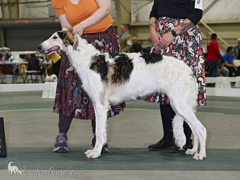 Borzoi