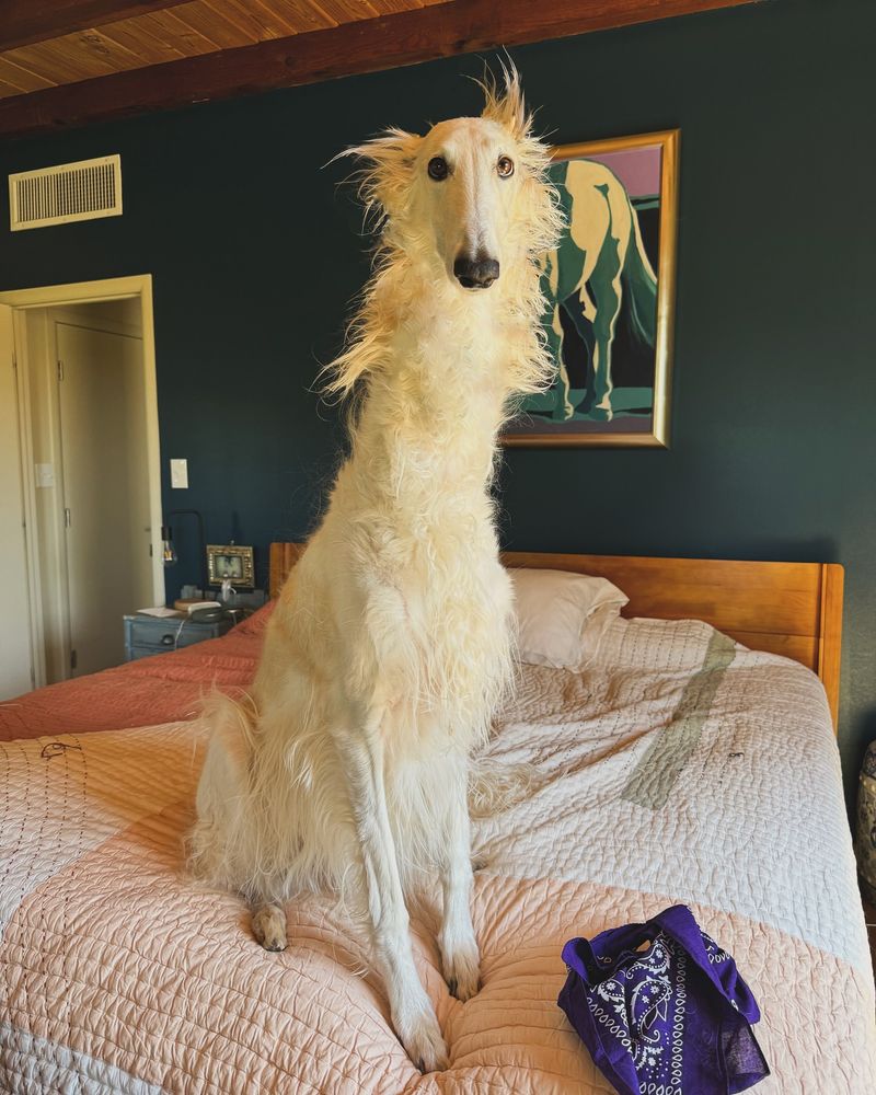 Borzoi