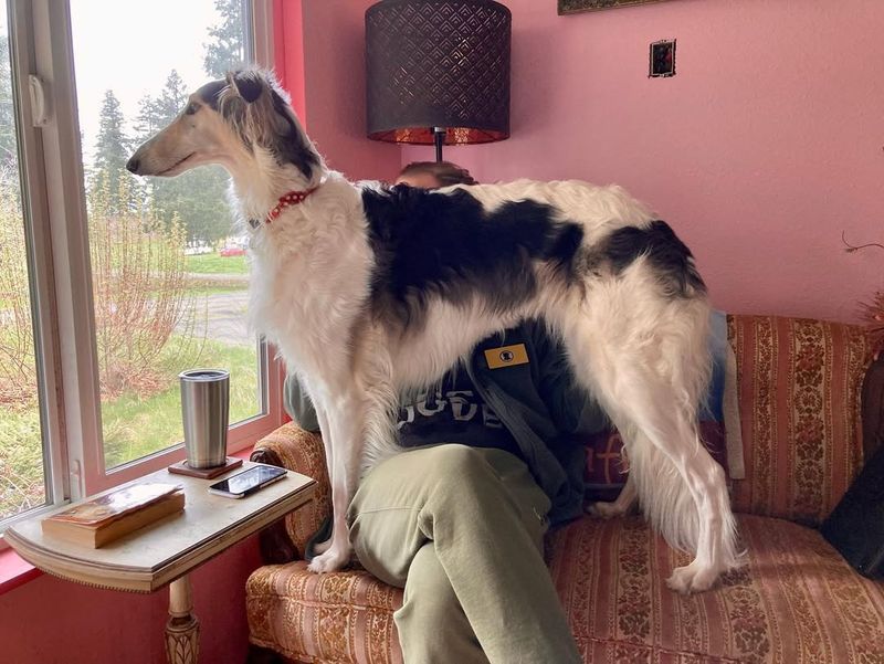 Borzoi