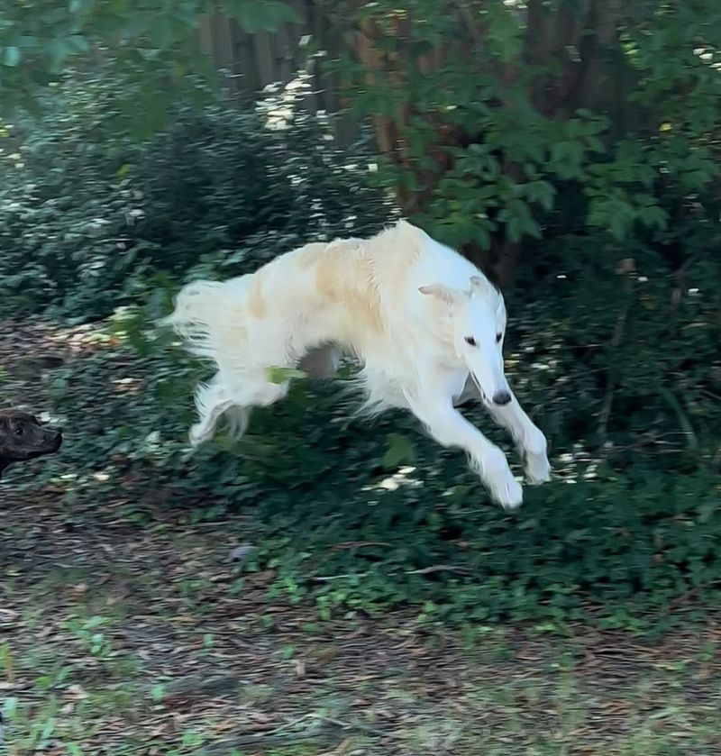 Borzoi