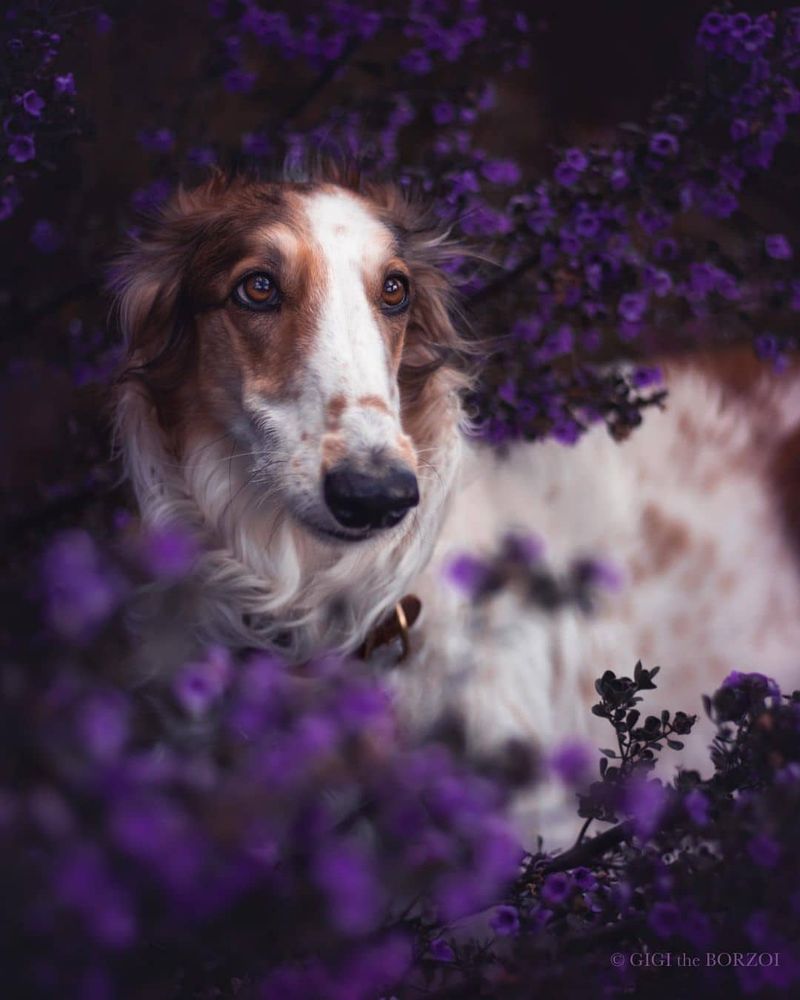 Borzoi