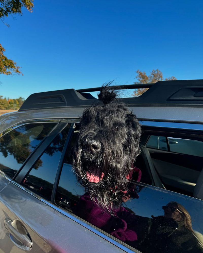 Black Russian Terrier