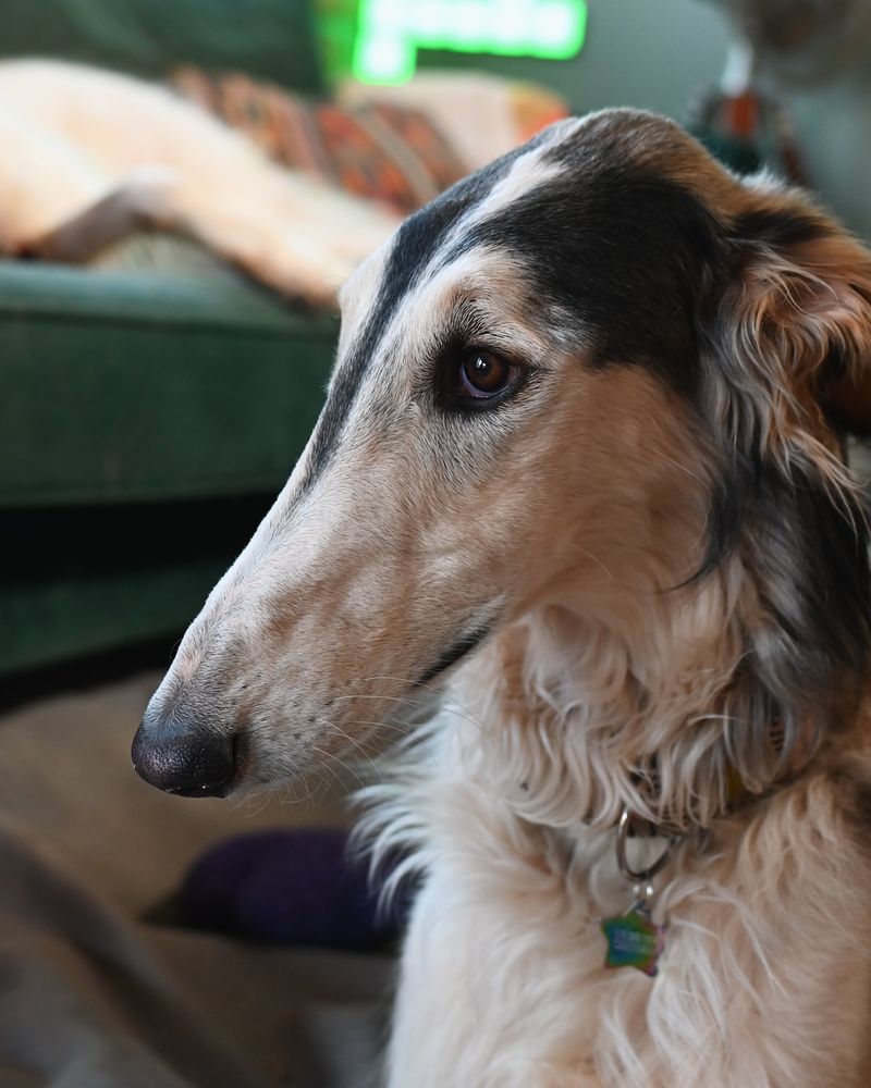 Borzoi