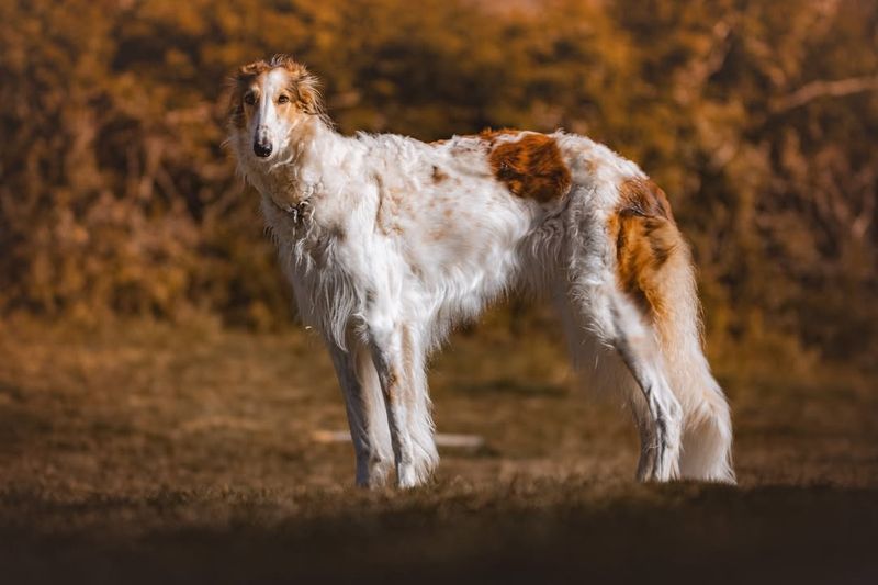 Borzoi