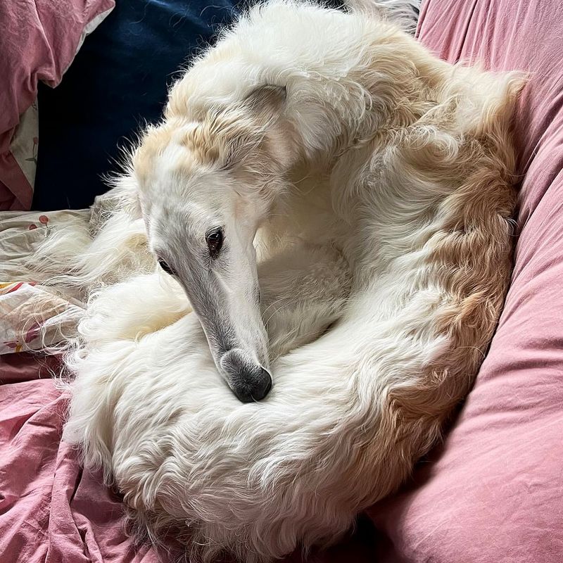 Borzoi