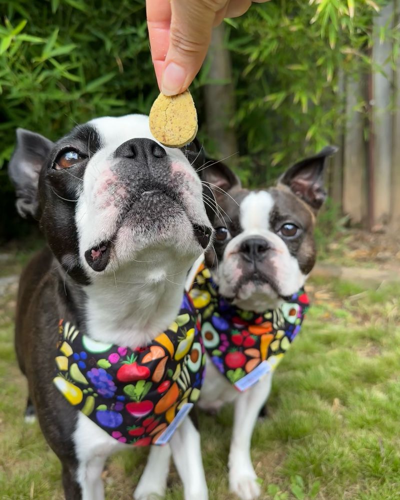 Boston Terrier
