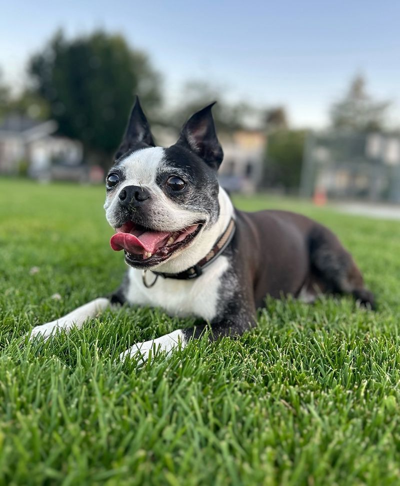 Boston Terrier