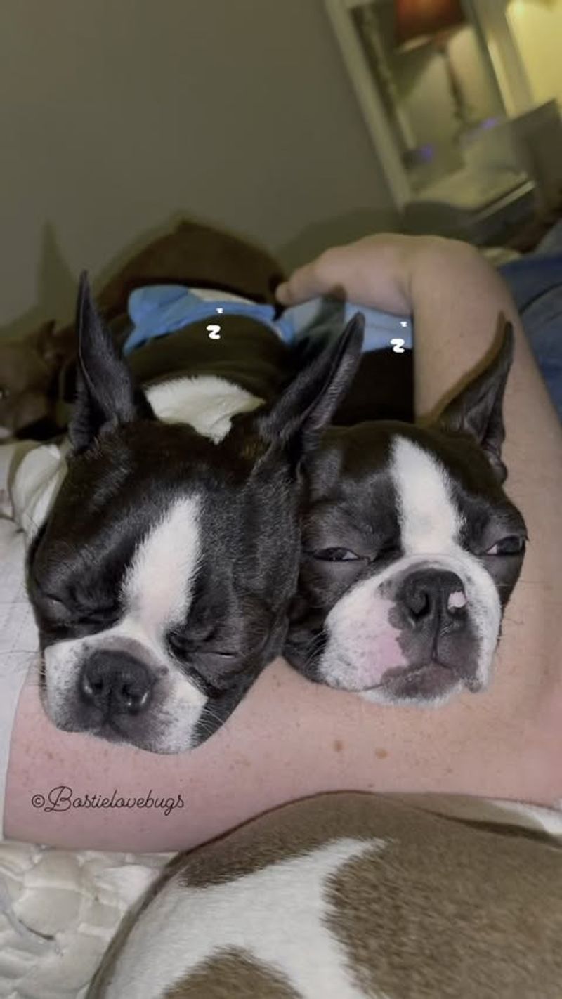 Boston Terrier