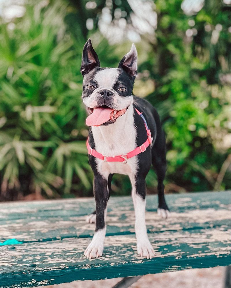 Boston Terrier