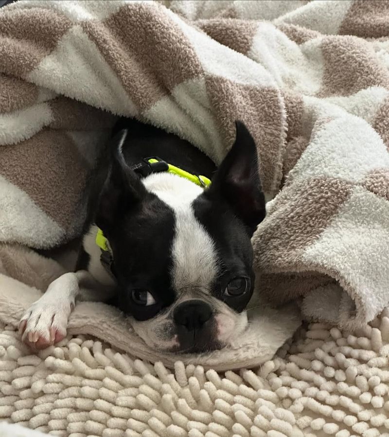 Boston Terrier