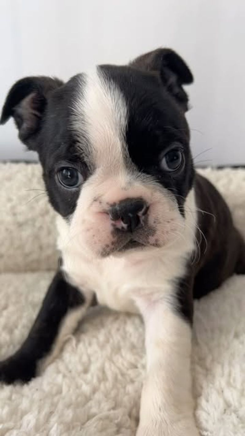 Boston Terrier