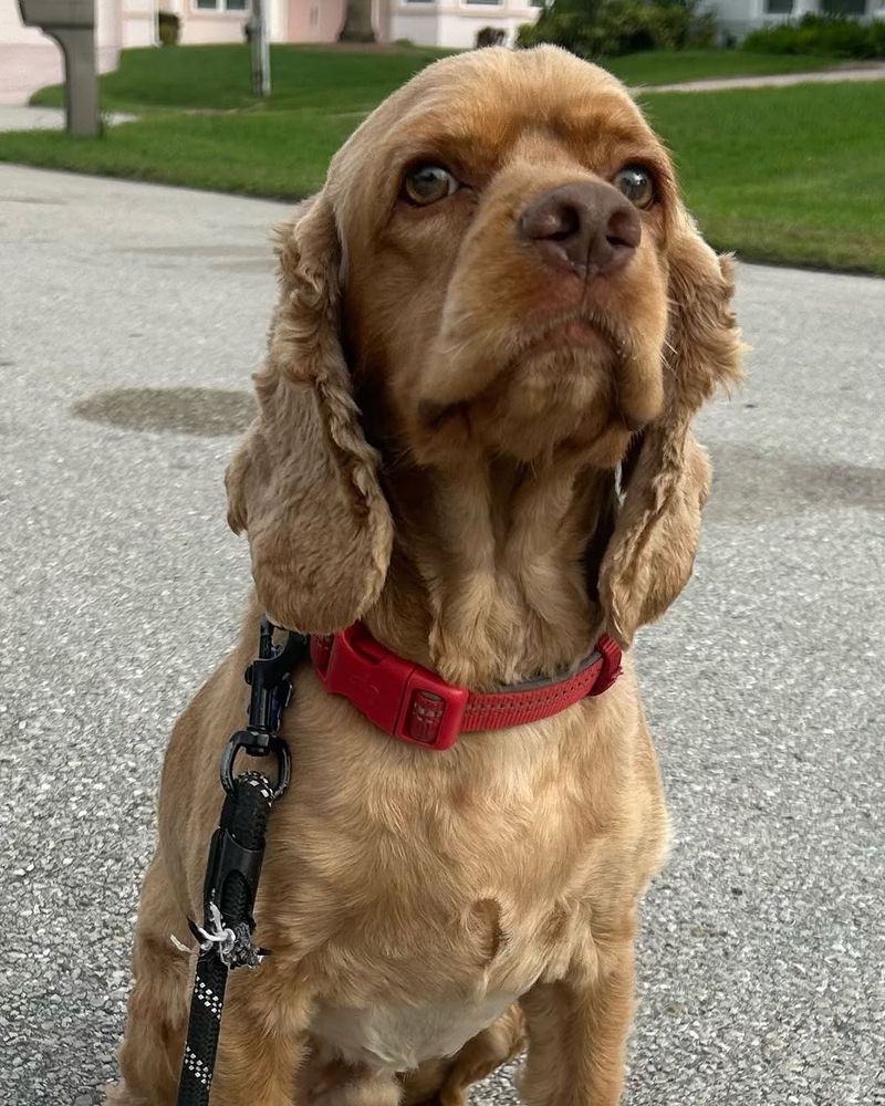 English Toy Spaniel