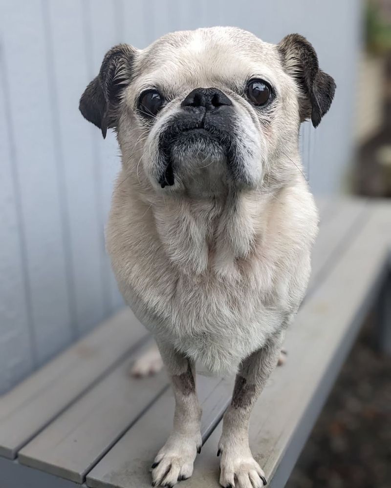 Pug