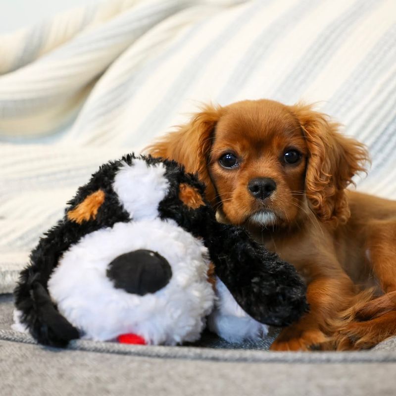 Cavalier King Charles Spaniel