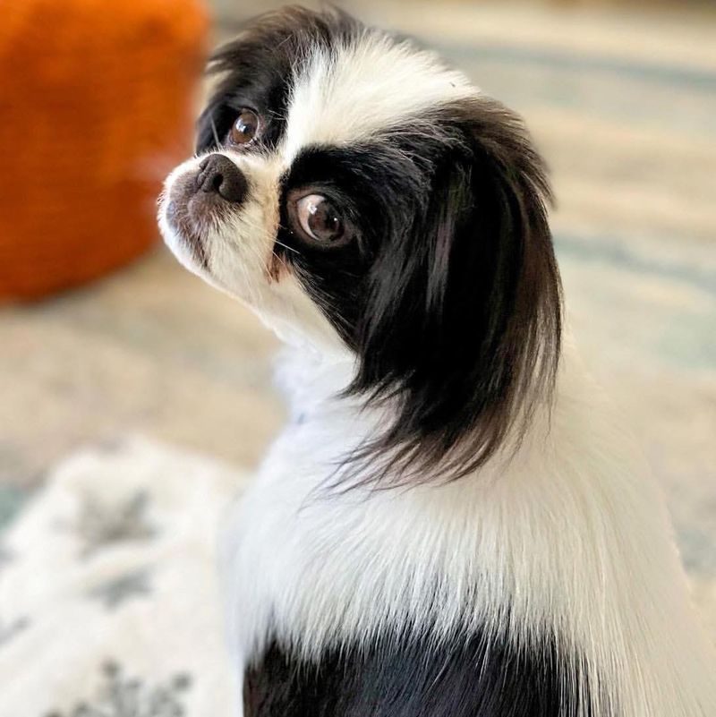 Japanese Chin