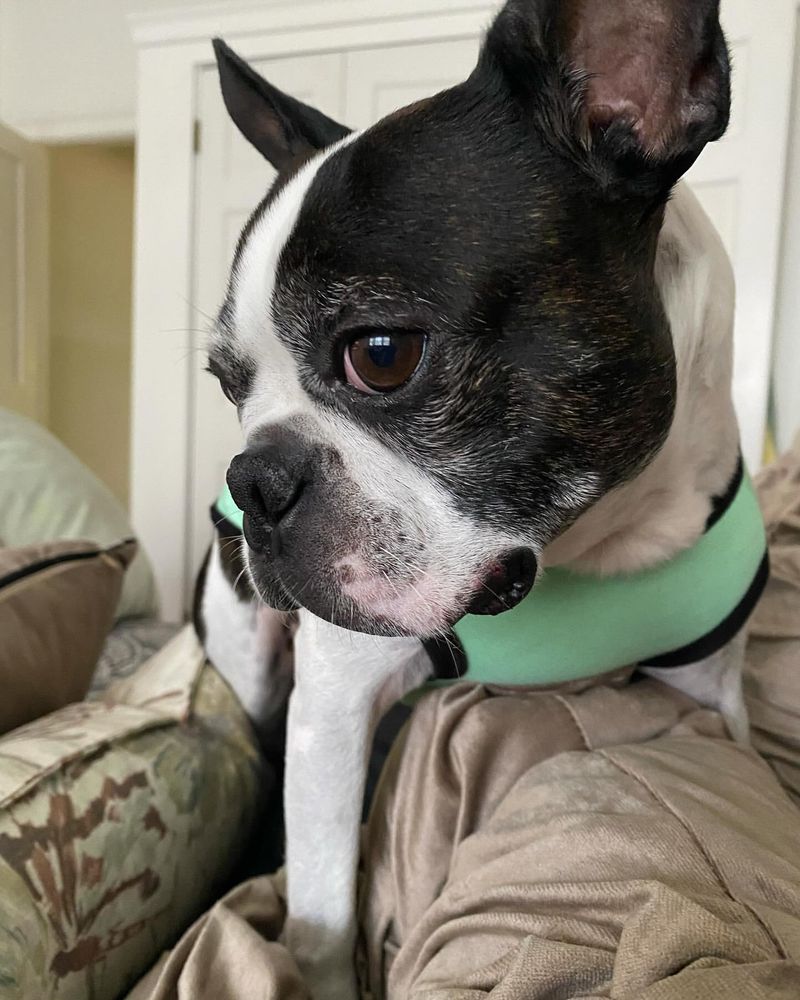 Boston Terrier