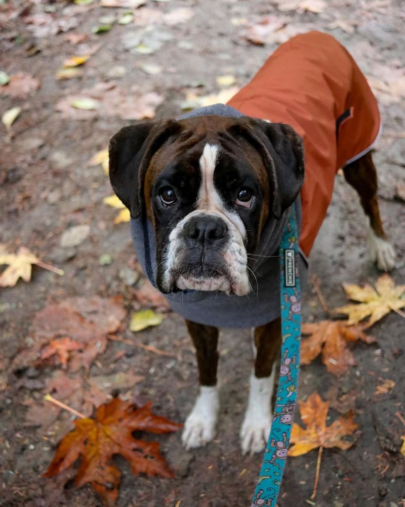 Boxer