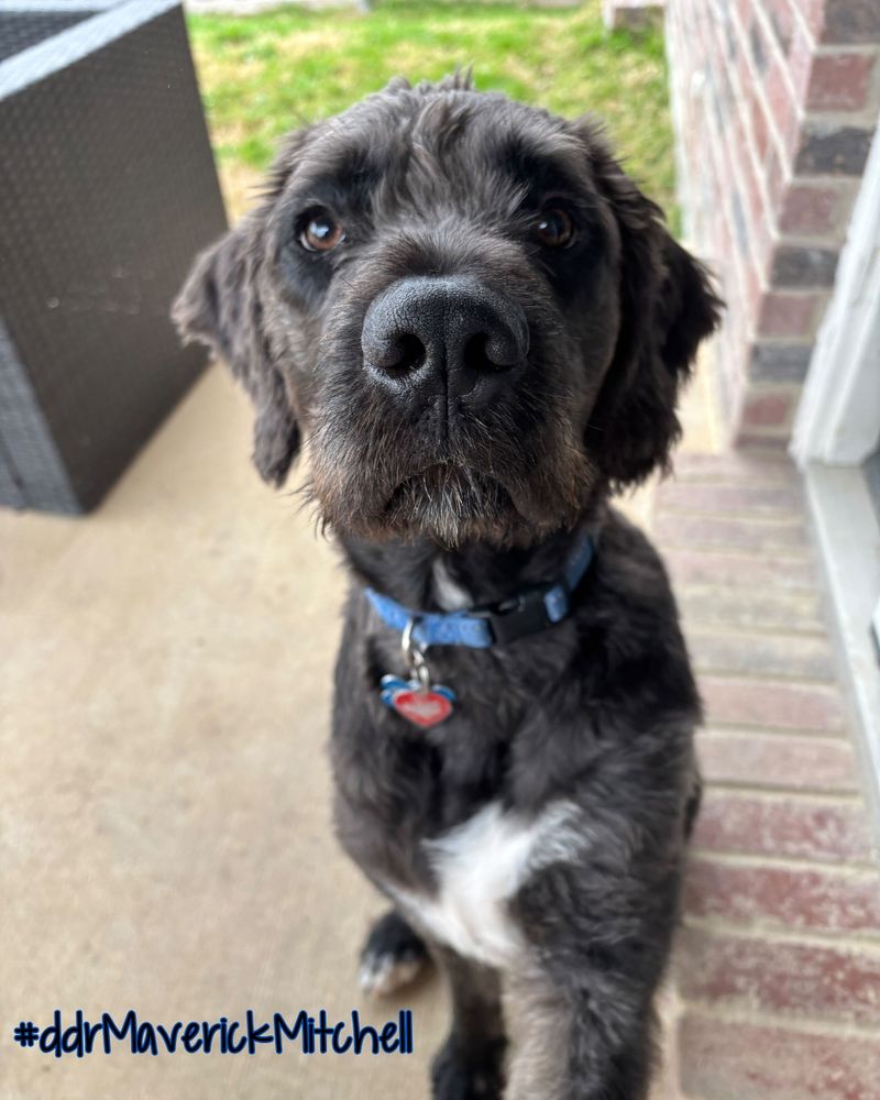 Boxerdoodle