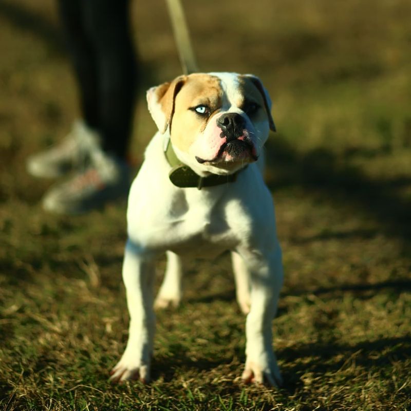 Brave and Loyal: Heroic Deeds of American Bulldogs