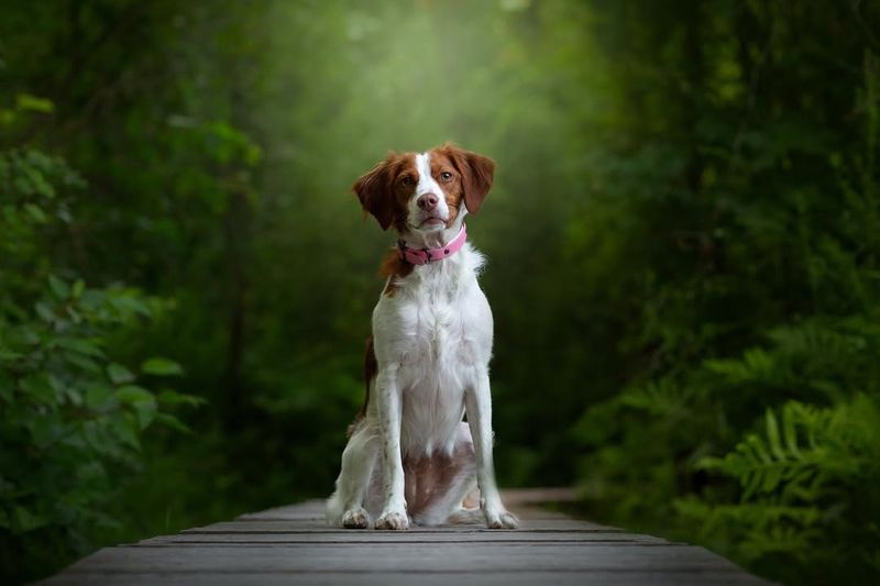 Brittany Spaniel