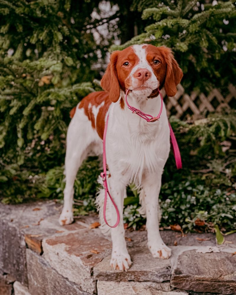 Brittany Spaniel