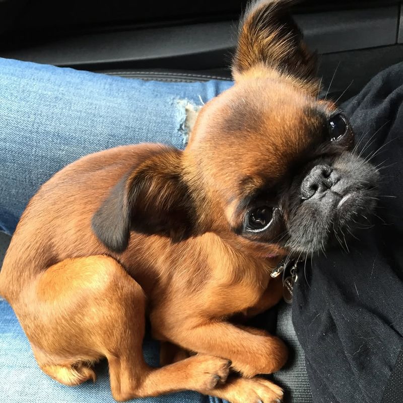 Brussels Griffon