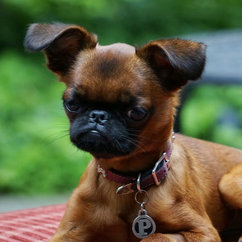 Brussels Griffon