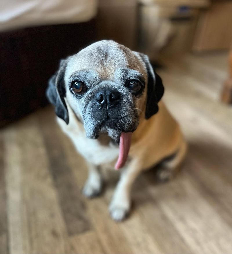 Pug