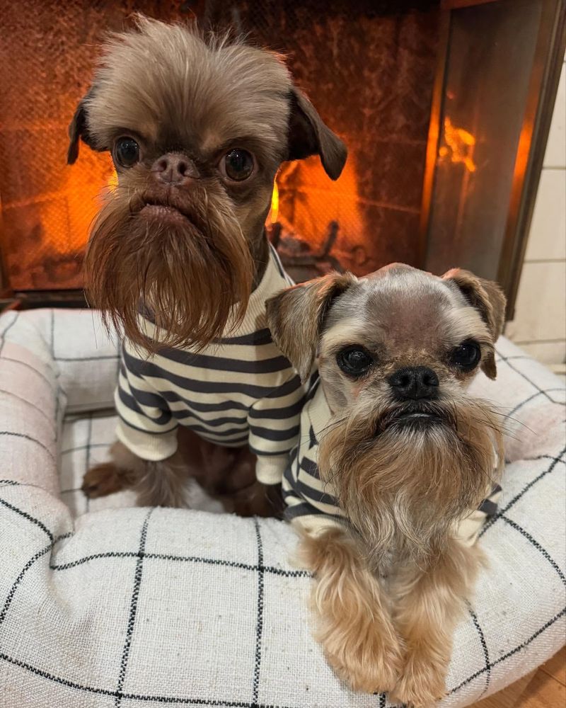 Brussels Griffon