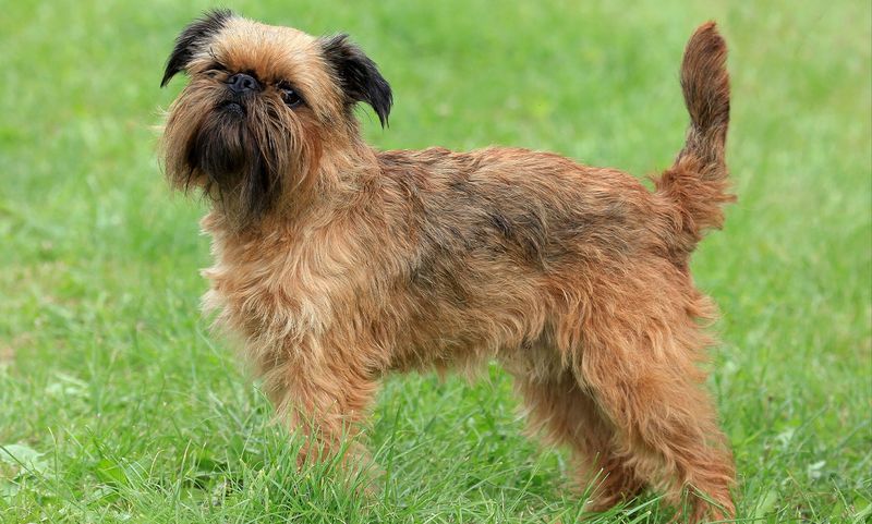 Brussels Griffon Teacup