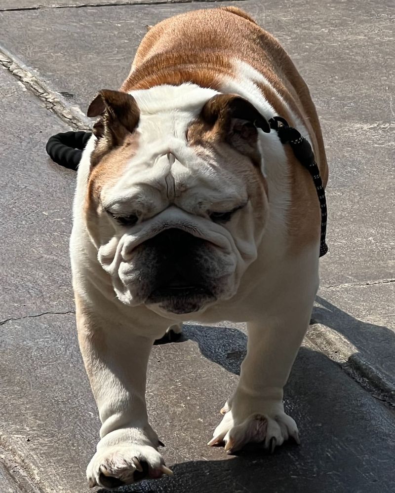 Bulldog