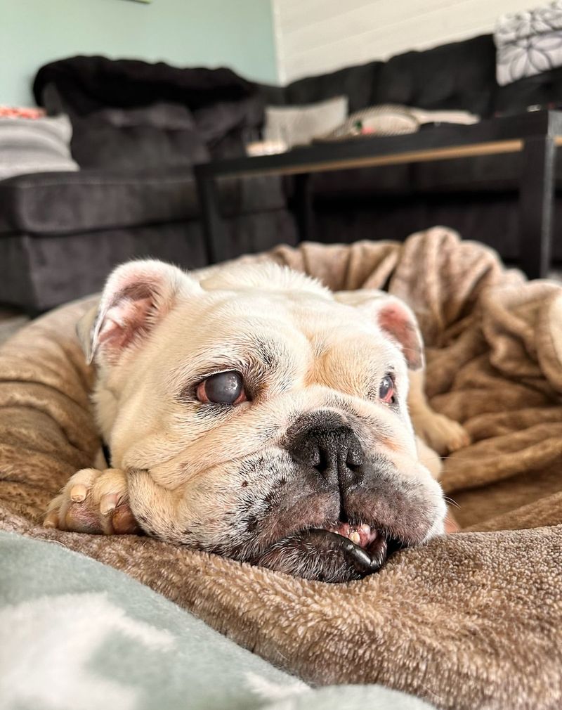 Bulldog