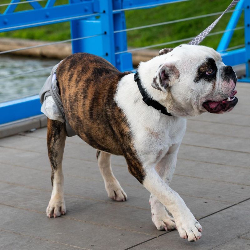 Bulldog