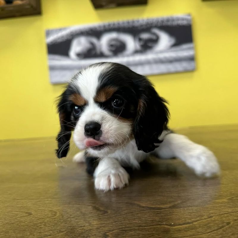 Cavalier King Charles Spaniel