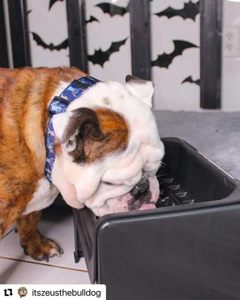 Bulldog