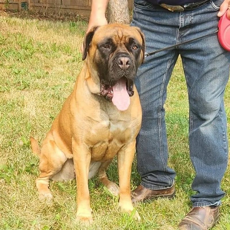 Bullmastiff