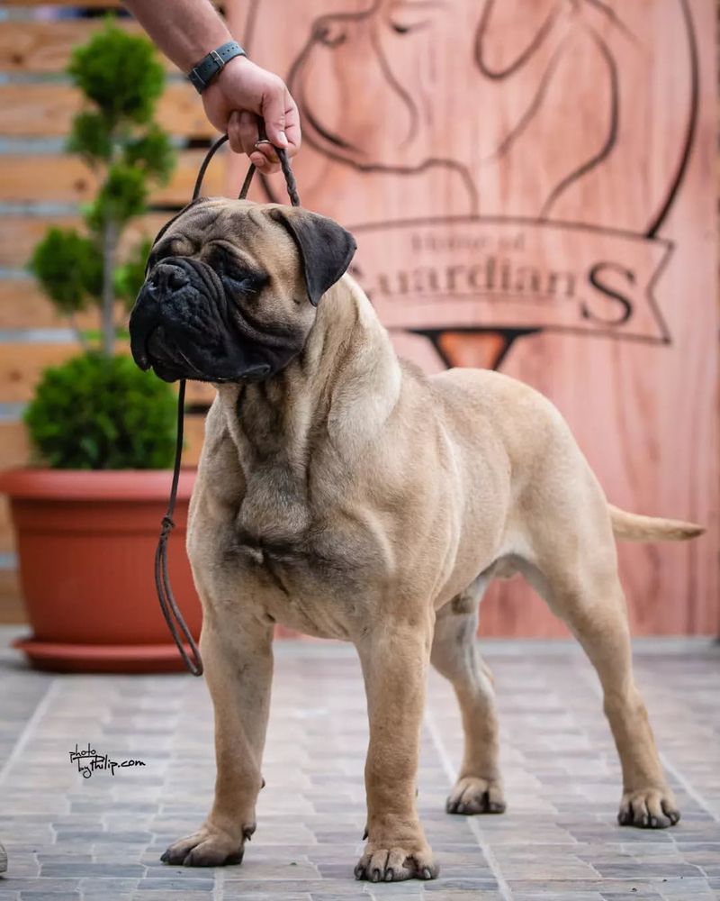 Bullmastiff