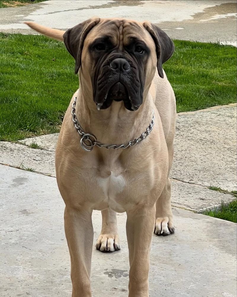 Bullmastiff