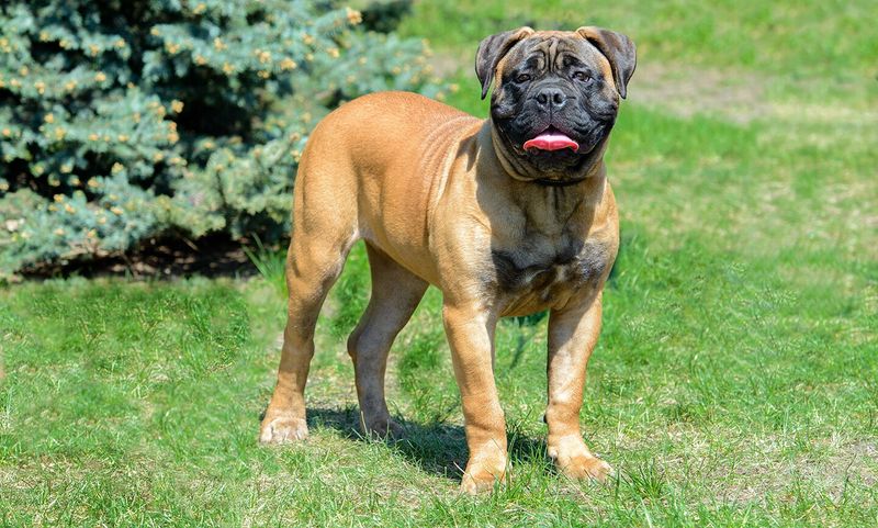 Bullmastiff