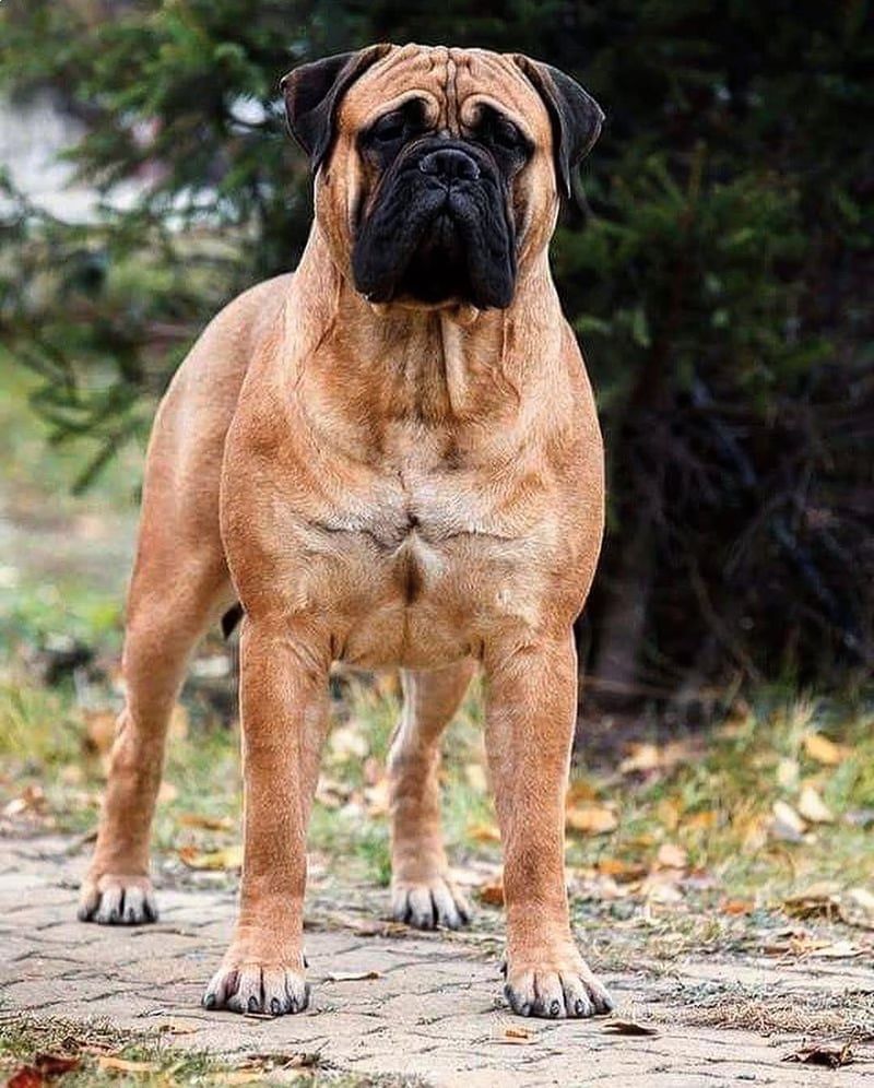 Bullmastiff