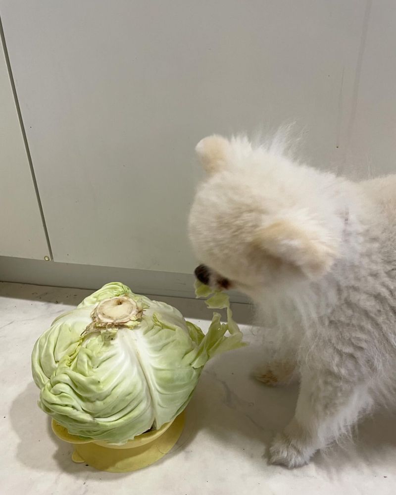 Cabbage