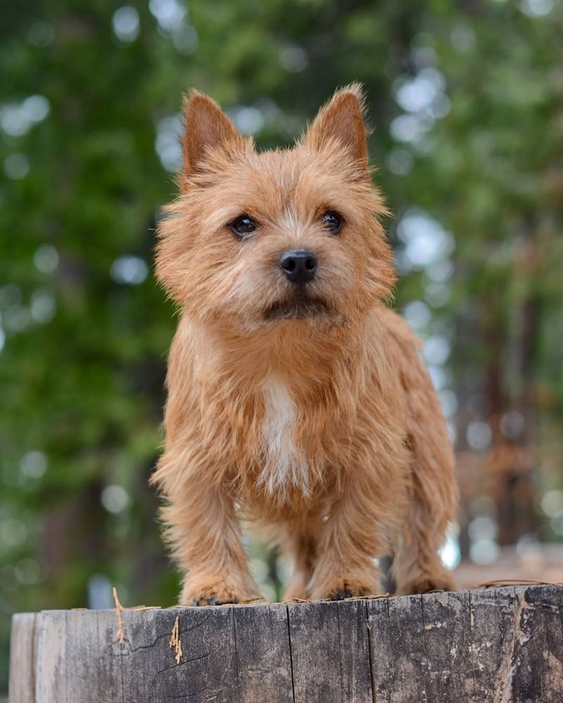 Cairn Terrier