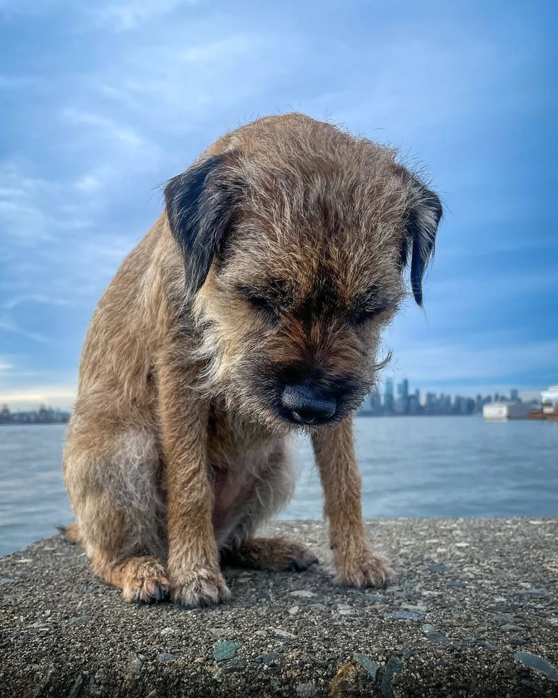 Border Terrier