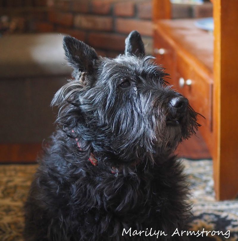 Scottish Terrier