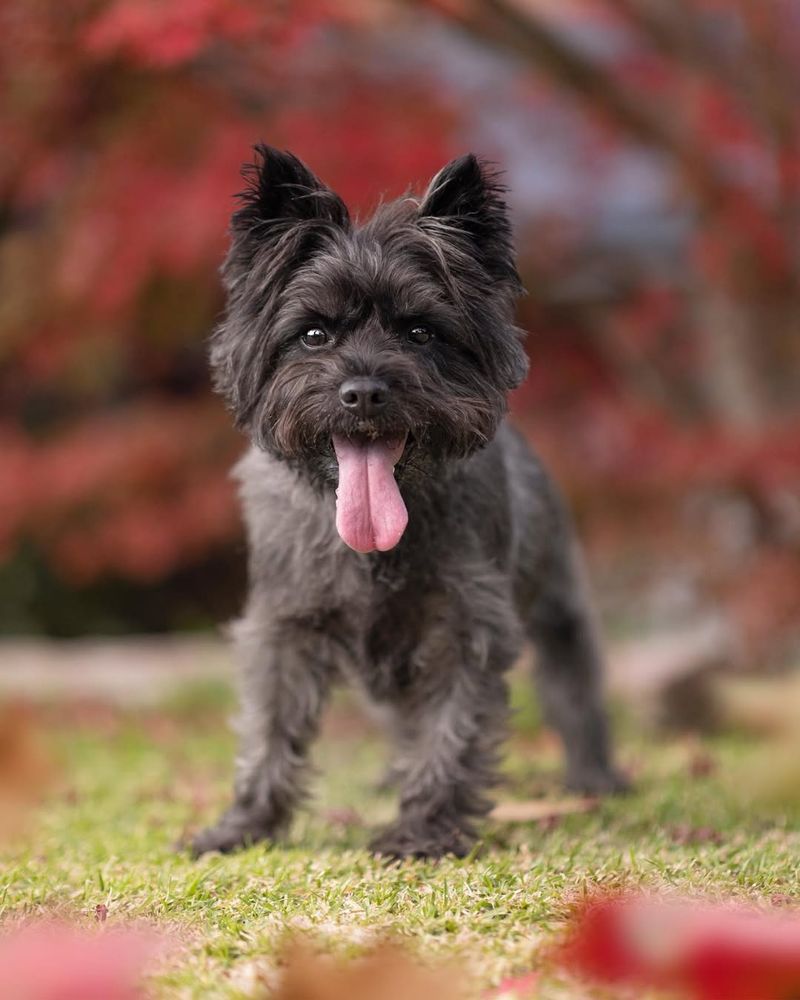 Cairn Terrier