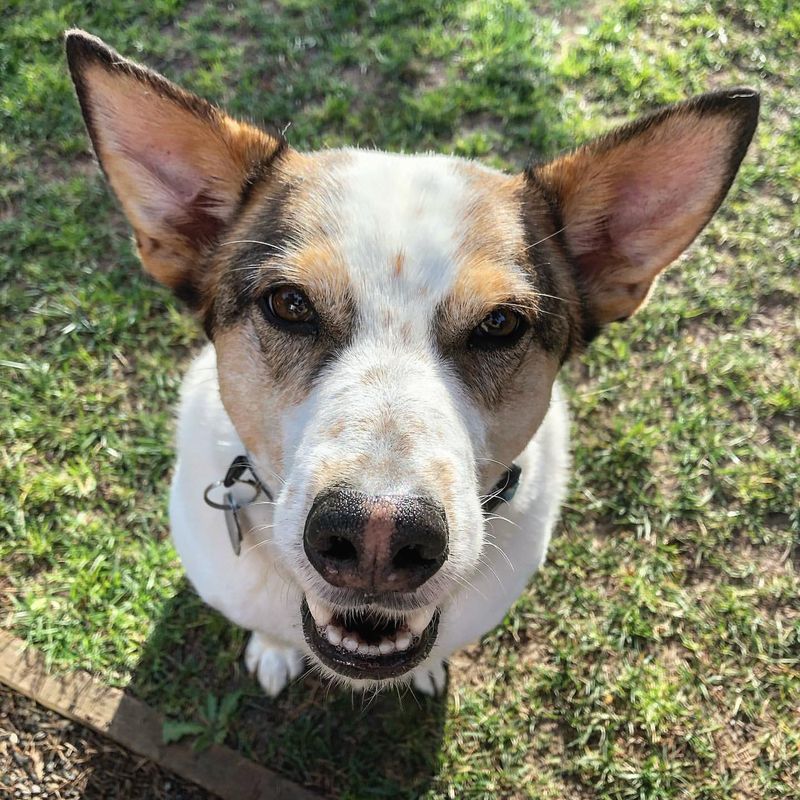 Canaan Dog