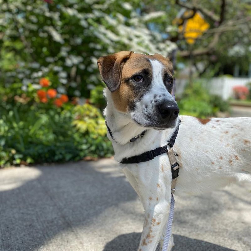 Canaan Dog