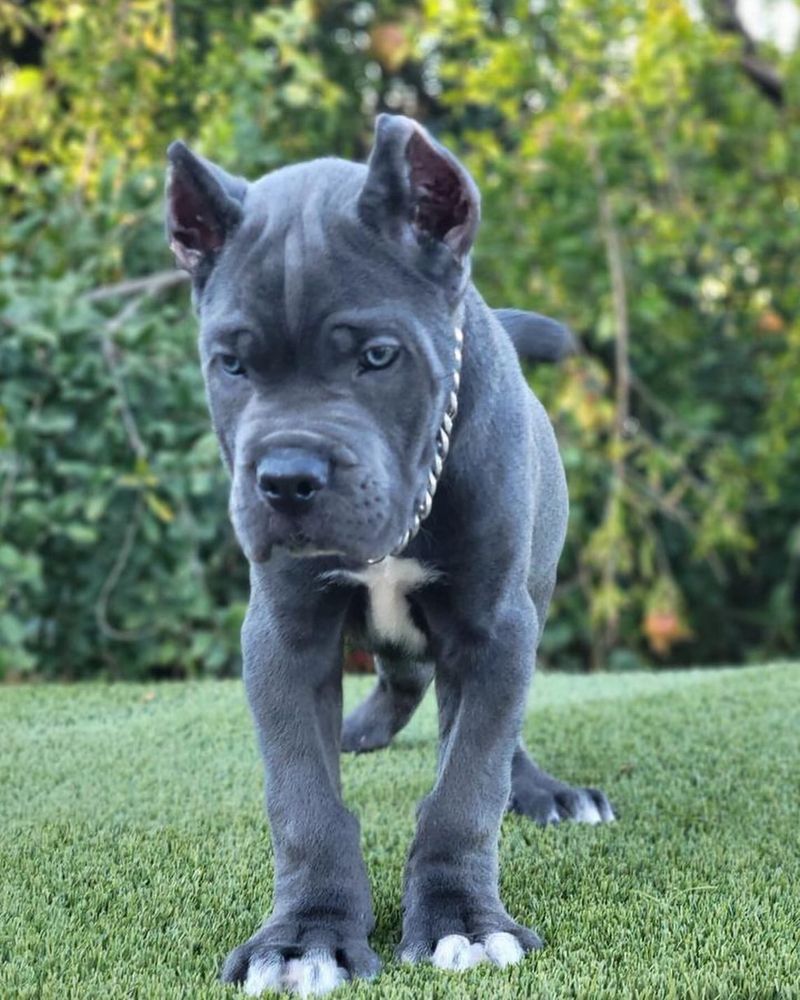 Cane Corso