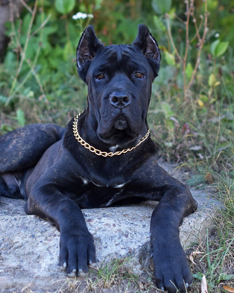 Cane Corso