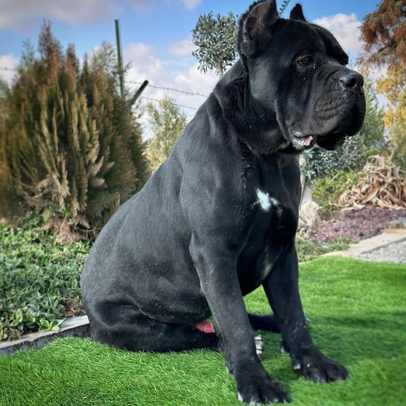 Cane Corso